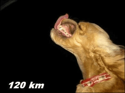 dog_120km